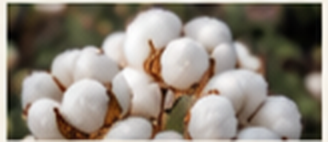 Raw natural cotton bolls